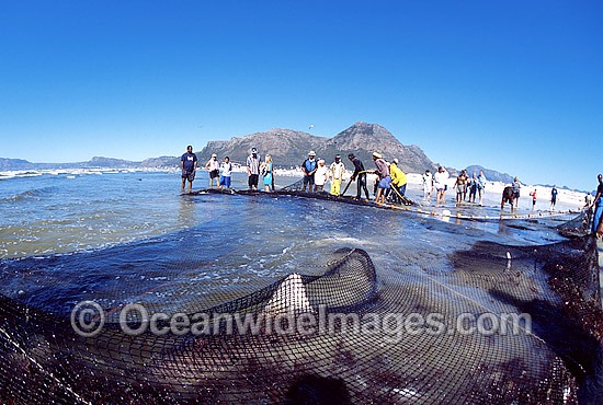 Bronze Whaler Shark (Carcharhinus brachyurus) caught in beach seine net. Also known as Copper Shark and Cocktail Shark. Cape Town, South Africa Photo - Chris & Monique Fallows