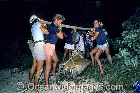 Researchers volunteers Green Sea Turtle photo