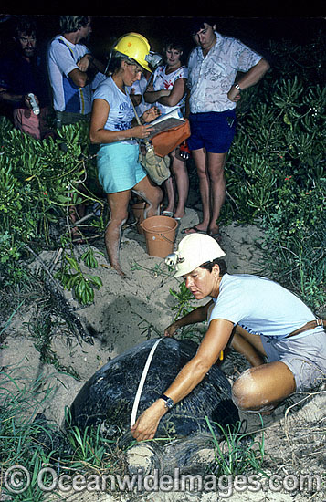 Sea Turtle Researchers measure and record the carapace of a nesting Green Sea Turtle (Chelonia mydas). Heron Island, Great Barrier Reef, Queensland, Australia. Found in tropical and warm temperate seas worldwide. Endangered species on IUCN Red list. Photo - Gary Bell Sea Turtle Researchers measure and record the carapace of a nesting Green Sea Turtle (Chelonia mydas). Heron Island, Great Barrier Reef, Queensland, Australia. Found in tropical and warm temperate seas worldwide. Endangered species on IUCN Red list. Photo - Gary Bell