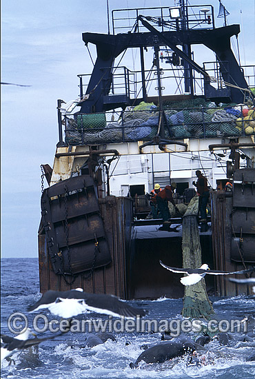 Seals and Gulls feeding on Fish behind Trawler photo