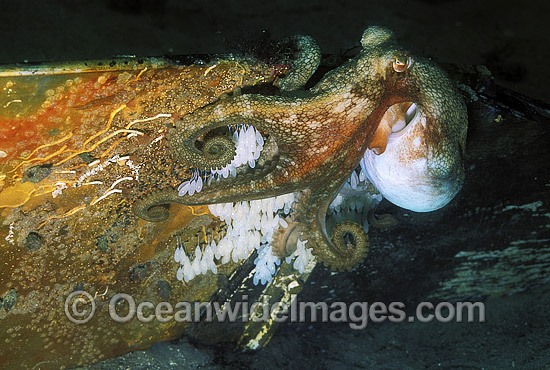 Pale Octopus with eggs photo