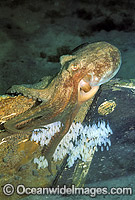 Pale Octopus Octopus pallidus with eggs Photo - Bill Boyle