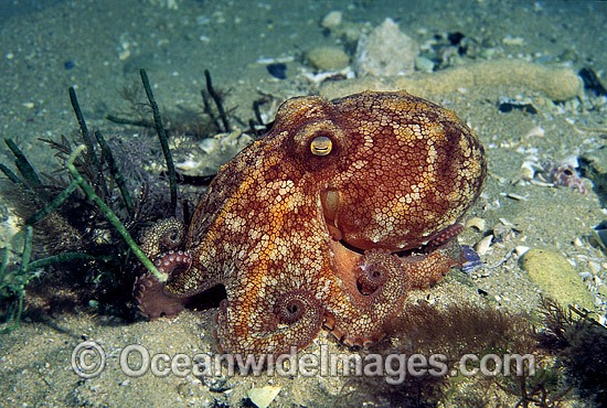 Pale Octopus Octopus pallidus photo