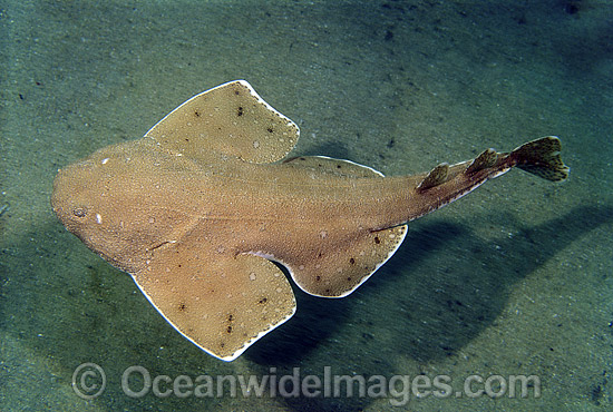 Australian Angel Shark Squatina australis photo