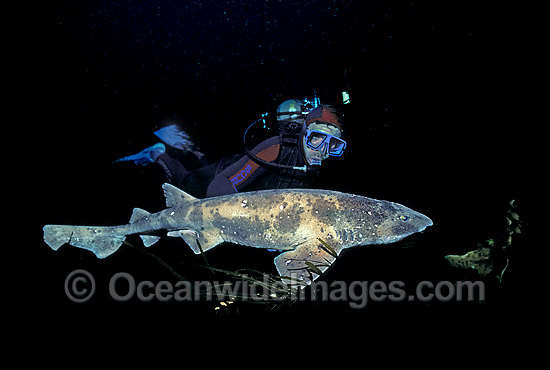 Draughtboard Shark Cephaloscyllium laticeps photo