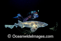 Draughtboard Shark Cephaloscyllium laticeps Photo - Bill Boyle