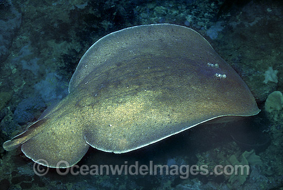 Coffin Ray (Hypnos monopterygium). Also known as Electric Ray, Crampfish, Numbfish, Short-tail Electric Ray and Torpedo Ray. New South Wales, Australia. This ray is capable of delivering a strong electric shock and uses its electric organs to stun prey. Photo - Bill Boyle