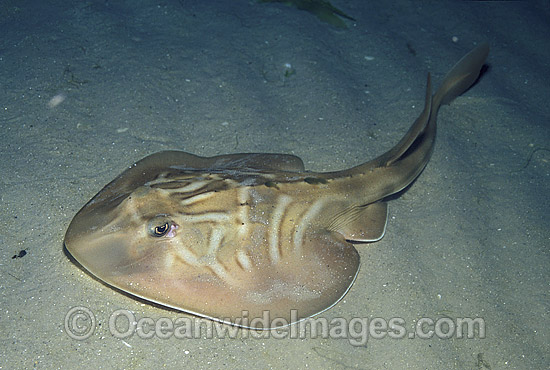 Southern Fiddler Ray Trygonorrhina fasciata photo