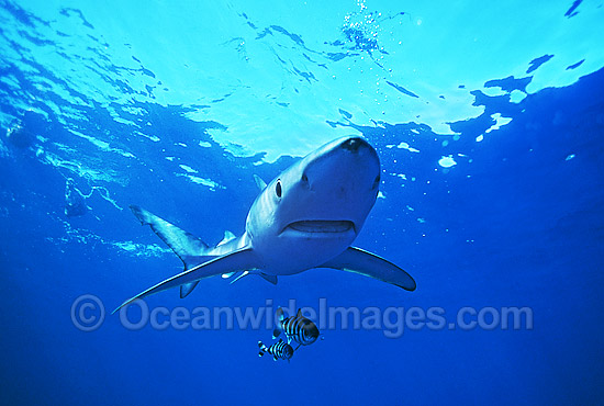 Blue Shark Prionace glauca photo