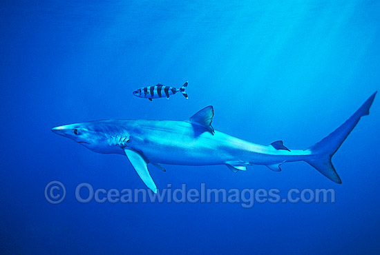 Blue Shark or Blue Whaler photo Blue Shark or Blue Whaler photo