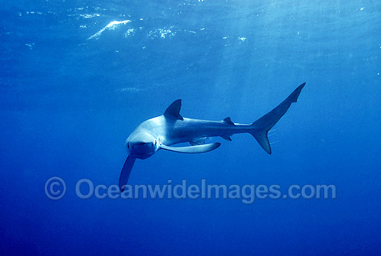 Blue Shark or Blue Whaler photo Blue Shark or Blue Whaler photo