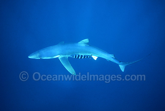 Blue Shark Prionace glauca photo Blue Shark Prionace glauca photo
