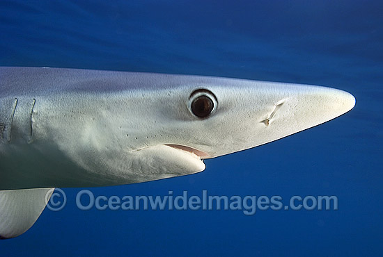 Blue Shark or Blue Whaler photo Blue Shark or Blue Whaler photo