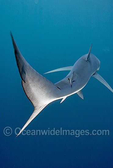 Blue Shark Prionace glauca photo Blue Shark Prionace glauca photo