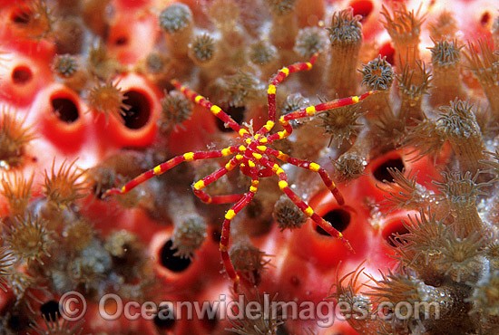 Sea Spider on Sponge photo