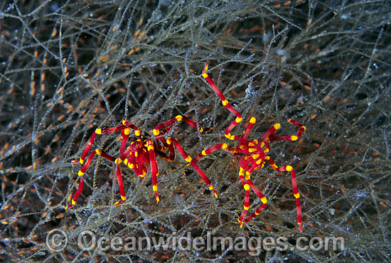 Sea Spider on bryozoa photo