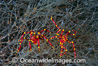 Sea Spider on bryozoa Photo - Gary Bell