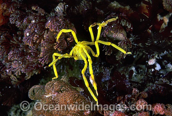 Sea Spider carrying eggs under abdomen photo