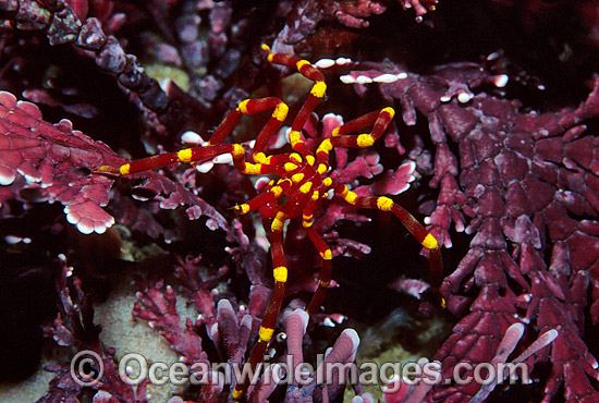 Sea Spider on bryozoa photo Sea Spider on bryozoa photo