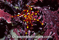 Sea Spider on bryozoa Photo - Gary Bell
