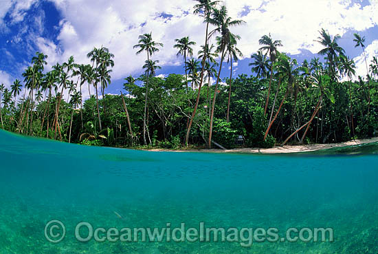 Coconut palm island beach photo