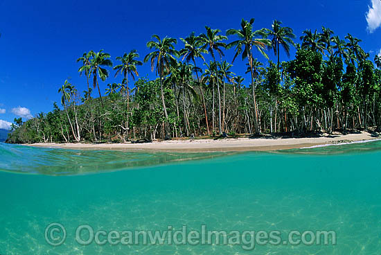Coconut palm tropical island photo