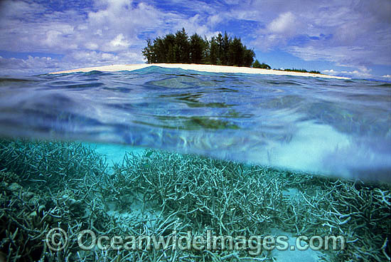 Tropical island Coral reef photo