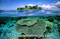 Tropical island Coral reef Photo - Gary Bell