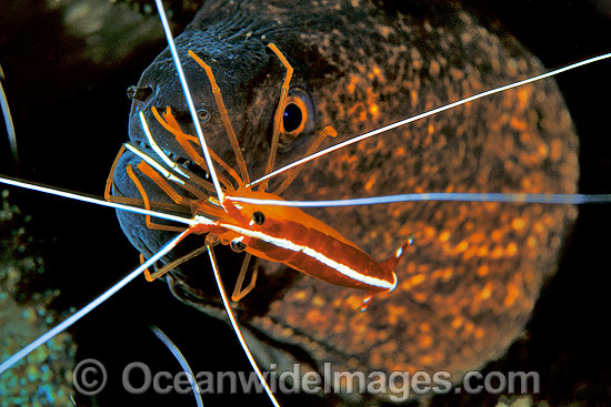 Yellow-margined Moray Eel Cleaner Shrimp photo