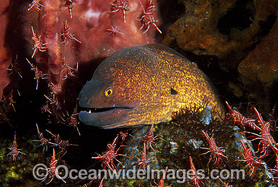 Yellow-margined Moray Eel being cleaned photo Yellow-margined Moray Eel being cleaned photo