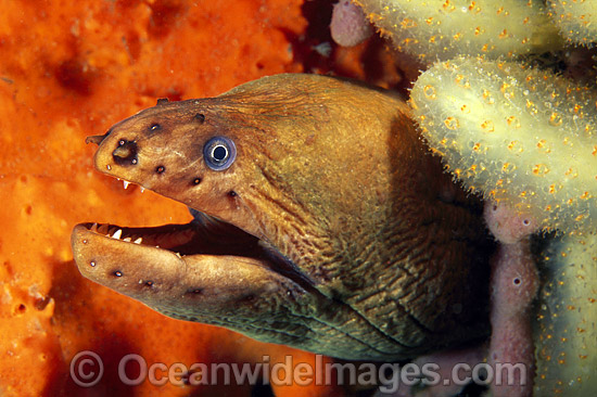 Green Moray Eel in sponge photo Green Moray Eel in sponge photo