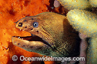 Green Moray Eel in sponge Photo - Gary Bell