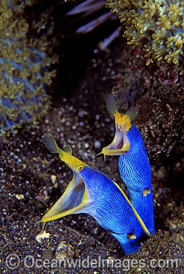 Pair of Blue Ribbon Eels (Rhinomuraena quaesita) sharing same hole. Bali, Indonesia Photo - Gary Bell