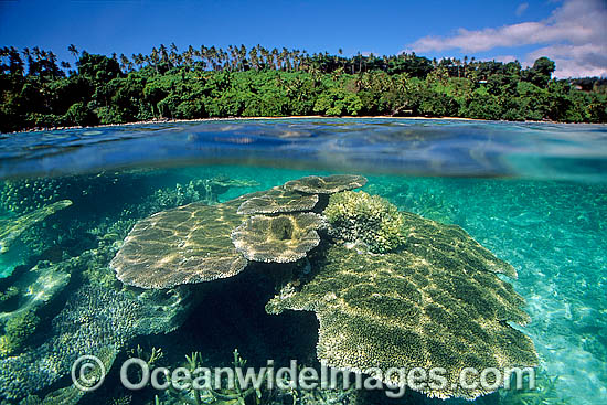 Half under and half over water picture of palm fringed tropical island beach and Acropora Coral reef. Fijian Islands Half under and half over water picture of palm fringed tropical island beach and Acropora Coral reef. Fijian Islands
