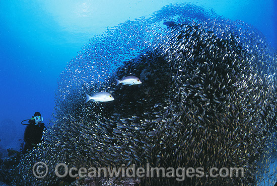 Scuba Diver Hussar Snapper photo