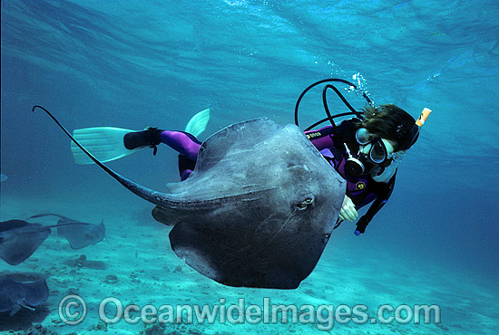 Scuba Diver hand feeding Southern Stingray (Dasyatis americana). 'Stingray City', Grand Cayman Island, British West Indies (Caribbean). Photo - Gary Bell Scuba Diver hand feeding Southern Stingray (Dasyatis americana). 'Stingray City', Grand Cayman Island, British West Indies (Caribbean). Photo - Gary Bell