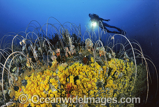 Scuba Diver exploring temperate deep water reef comprised of Whip Corals, Sponges, Zoanthids and Anemones. Bicheno, Tasmania, Southern Australia Photo - Gary Bell Scuba Diver exploring temperate deep water reef comprised of Whip Corals, Sponges, Zoanthids and Anemones. Bicheno, Tasmania, Southern Australia Photo - Gary Bell