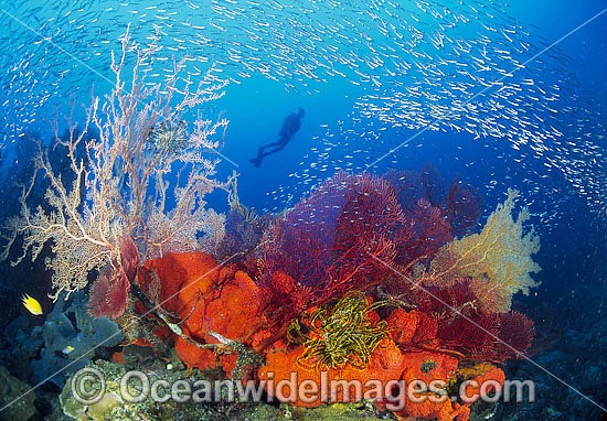 Scuba Diver and Fan Corals photo