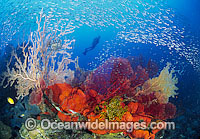 Scuba Diver and Fan Corals Photo - Gary Bell