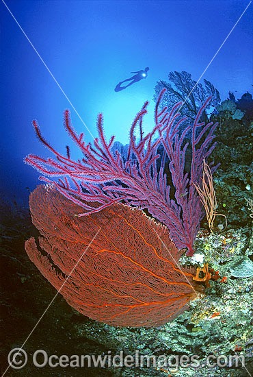Scuba Diver and Fan coral photo
