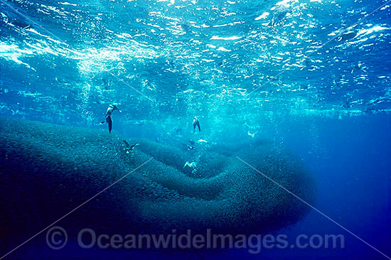 Wedge-tailed Shearwaters (Puffinus pacificus) diving beneath the surface and feeding on a school of Anchovies. Also known as Muttonbird and Sooty Shearwater. Ningaloo Reef, Western Australia. Photo - Gary Bell Wedge-tailed Shearwaters (Puffinus pacificus) diving beneath the surface and feeding on a school of Anchovies. Also known as Muttonbird and Sooty Shearwater. Ningaloo Reef, Western Australia. Photo - Gary Bell