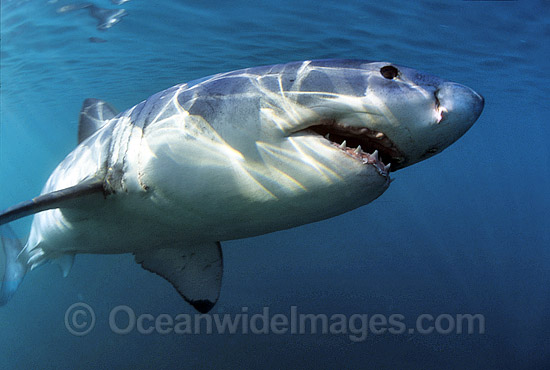 Great White Shark (Carcharodon carcharias) underwater. Also known as White Pointer and White Death. Gansbaai, South Africa. Listed as Vulnerable Species on the IUCN Red List. Photo - Gary Bell Great White Shark (Carcharodon carcharias) underwater. Also known as White Pointer and White Death. Gansbaai, South Africa. Listed as Vulnerable Species on the IUCN Red List. Photo - Gary Bell