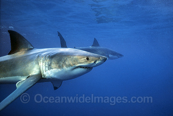 Great White Shark (Carcharodon carcharias) underwater. Also known as White Pointer and White Death. Neptune Islands, South Australia. Listed as Vulnerable Species on the IUCN Red List. Photo - Gary Bell Great White Shark (Carcharodon carcharias) underwater. Also known as White Pointer and White Death. Neptune Islands, South Australia. Listed as Vulnerable Species on the IUCN Red List. Photo - Gary Bell