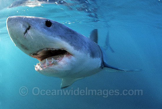 Great White Shark underwater photo