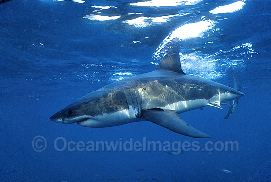 Great White Shark (Carcharodon carcharias) underwater. Also known as White Pointer and White Death. Neptune Islands, South Australia. Listed as Vulnerable Species on the IUCN Red List. Photo - Gary Bell Great White Shark (Carcharodon carcharias) underwater. Also known as White Pointer and White Death. Neptune Islands, South Australia. Listed as Vulnerable Species on the IUCN Red List. Photo - Gary Bell