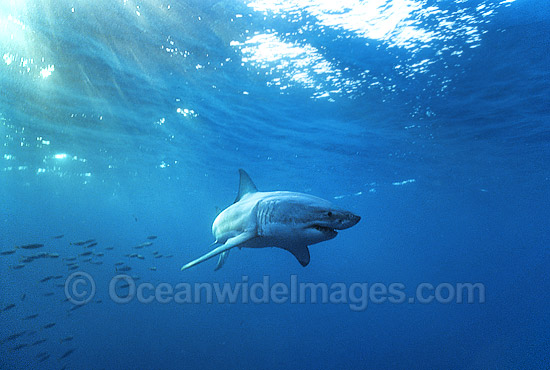 Great White Shark (Carcharodon carcharias) underwater. Also known as White Pointer and White Death. Neptune Islands, South Australia. Listed as Vulnerable Species on the IUCN Red List. Photo - Gary Bell Great White Shark (Carcharodon carcharias) underwater. Also known as White Pointer and White Death. Neptune Islands, South Australia. Listed as Vulnerable Species on the IUCN Red List. Photo - Gary Bell