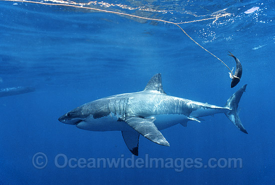 Great White Shark (Carcharodon carcharias) underwater. Also known as White Pointer and White Death. Neptune Islands, South Australia. Listed as Vulnerable Species on the IUCN Red List. Photo - Gary Bell Great White Shark (Carcharodon carcharias) underwater. Also known as White Pointer and White Death. Neptune Islands, South Australia. Listed as Vulnerable Species on the IUCN Red List. Photo - Gary Bell