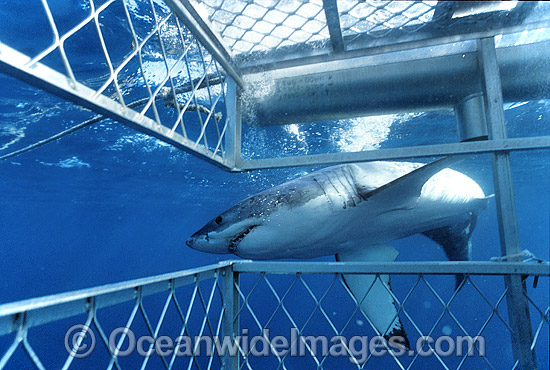 Great White Shark (Carcharodon carcharias) approaching Shark cage. Also known as White Pointer and White Death. Neptune Islands, South Australia. Listed as Vulnerable Species on the IUCN Red List. Photo - Gary Bell Great White Shark (Carcharodon carcharias) approaching Shark cage. Also known as White Pointer and White Death. Neptune Islands, South Australia. Listed as Vulnerable Species on the IUCN Red List. Photo - Gary Bell