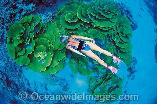 Snorkeler with Cabbage Coral photo