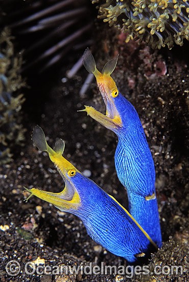 Pair of Blue Ribbon Eels photo